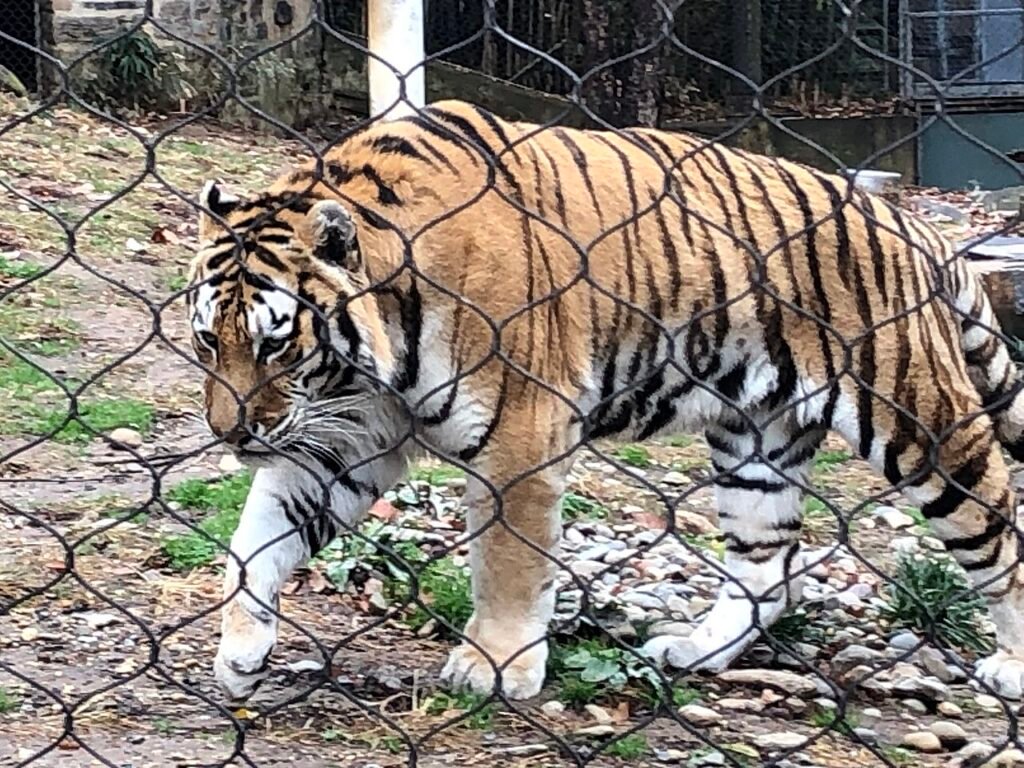 Tigre de Amur fotografiado en el zoológico de Filadelfia en noviembre de 2025; imagen ilustrativa