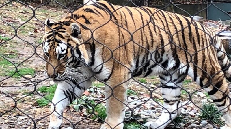 Tigre de Amur fotografiado en el zoológico de Filadelfia en noviembre de 2025; imagen ilustrativa